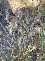 Achyropsis leptostachya