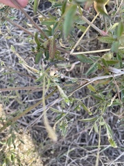 Achyropsis leptostachya