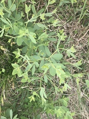 Baptisia sphaerocarpa