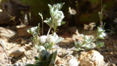 Stylocline gnaphaloides