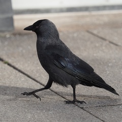 Corvus monedula