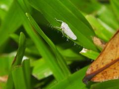 Cofana spectra