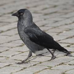 Corvus monedula