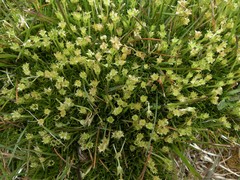 Colobanthus apetalus