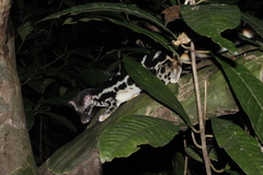 Banded Linsang photo 3