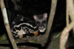 Banded Linsang photo 5