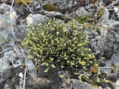 Veronica tetrasticha