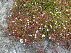 Epilobium macropus
