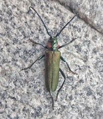 Aromia moschata ambrosiaca