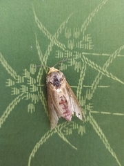 Cossus cossus