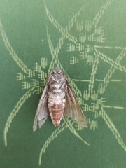 Cossus cossus