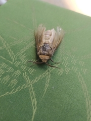 Cossus cossus