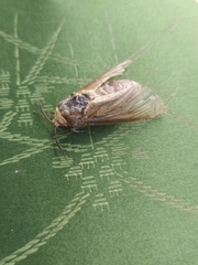 Cossus cossus