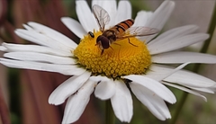 Episyrphus balteatus
