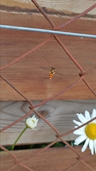 Episyrphus balteatus