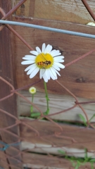 Episyrphus balteatus