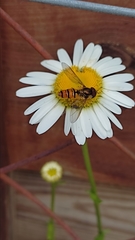 Episyrphus balteatus