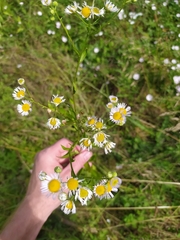 Erigeron annuus
