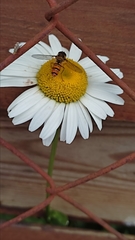 Episyrphus balteatus