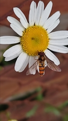 Episyrphus balteatus