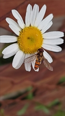 Episyrphus balteatus