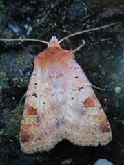 Diarsia