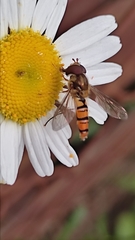 Episyrphus balteatus