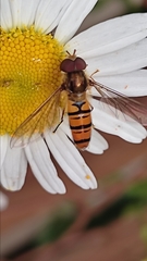 Episyrphus balteatus