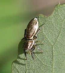 Heliophanus patagiatus