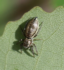 Heliophanus patagiatus