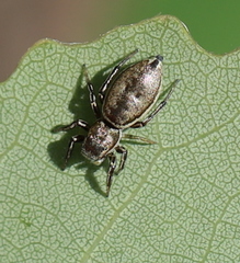 Heliophanus patagiatus