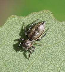 Heliophanus patagiatus