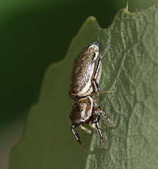 Heliophanus patagiatus