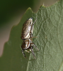 Heliophanus patagiatus