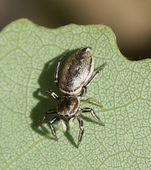 Heliophanus patagiatus