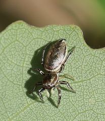 Heliophanus patagiatus