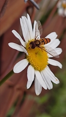 Episyrphus balteatus