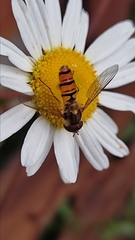Episyrphus balteatus