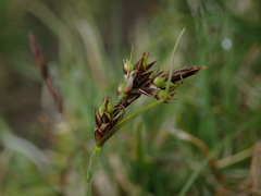 Carex pilulifera