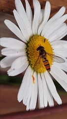 Episyrphus balteatus