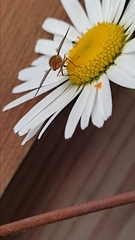 Episyrphus balteatus