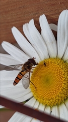 Episyrphus balteatus