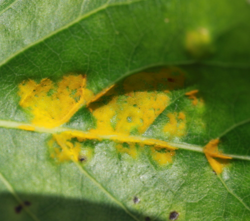 Poplar Leaf Curl