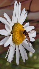 Episyrphus balteatus