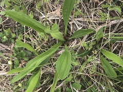 Arnoglossum plantagineum