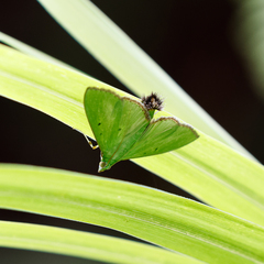 Parotis punctiferalis