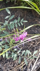 Corethrodendron fruticosum