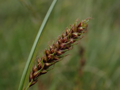 Carex binervis