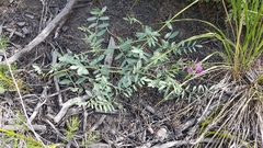 Corethrodendron fruticosum