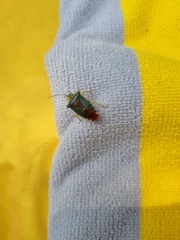 Acanthosoma denticaudum